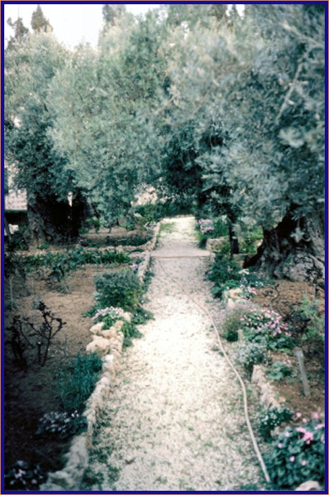 Garden of Gethsemane